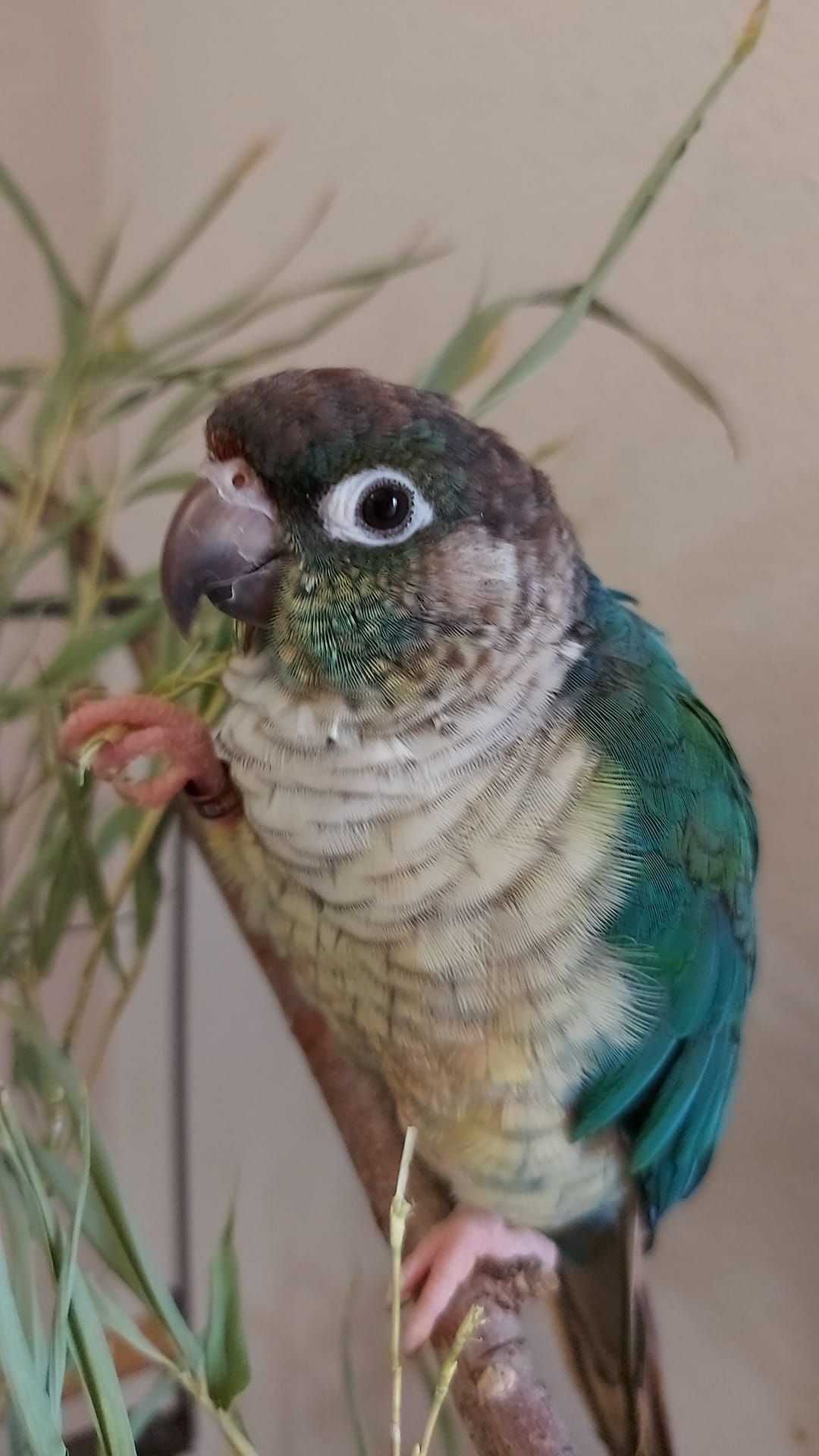 yaco